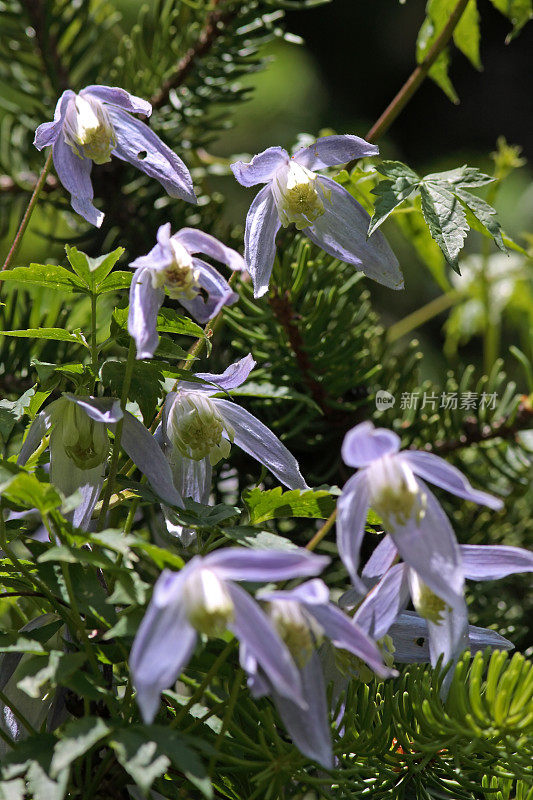 Clematis alpina